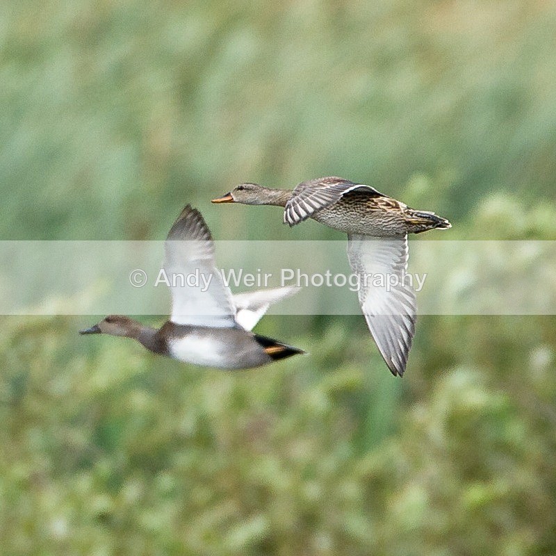 20110917-_MG_6778 - Gadwall