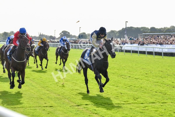 141023-Race 1-Purosangue-0537 - Race 1 1.15pm Coral Rockingham Stakes