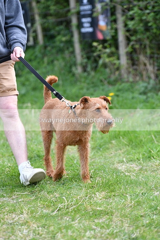WJ5_9499 - Class 3 Most Handsome Dog