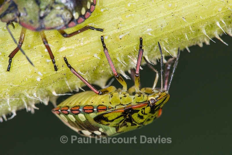  - Bugs: Macro insects