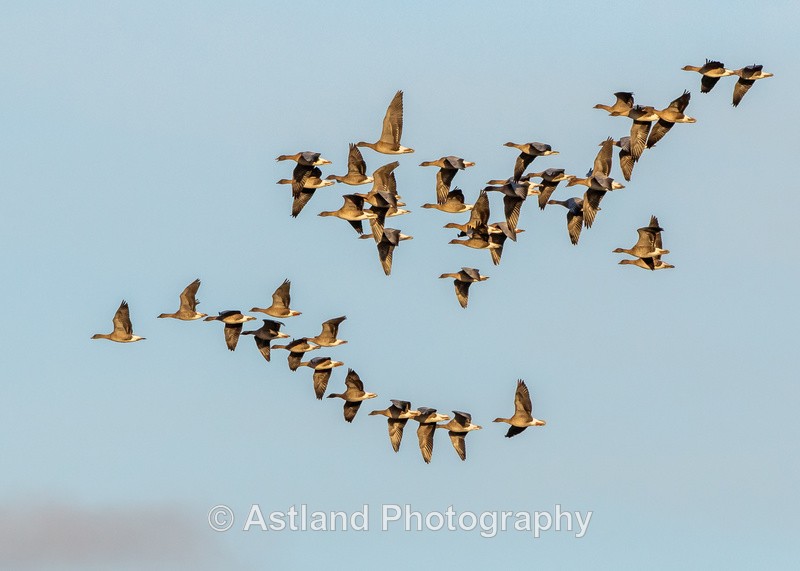 Astland Photography, Bird and Wildlife Images, Susan and Peter Wilson, U.K.