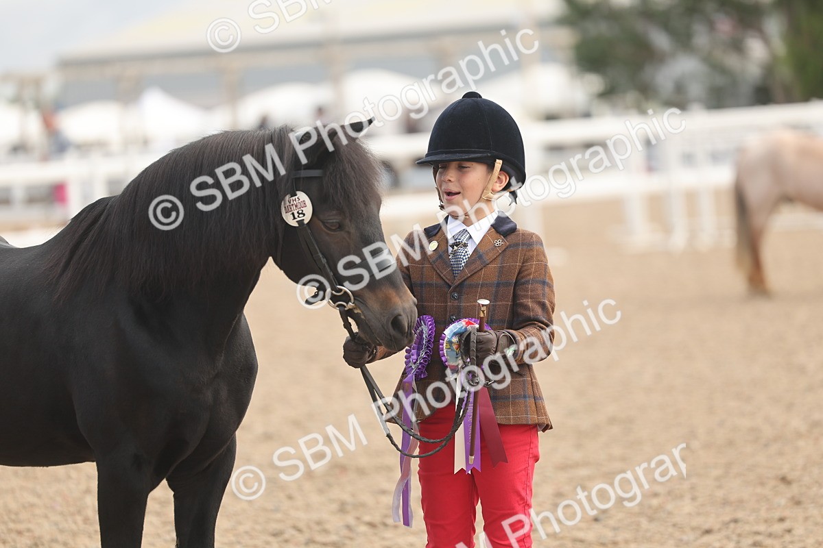 SBM_04513 - Class 18 - Handsomest Gelding (IH or Ridden)