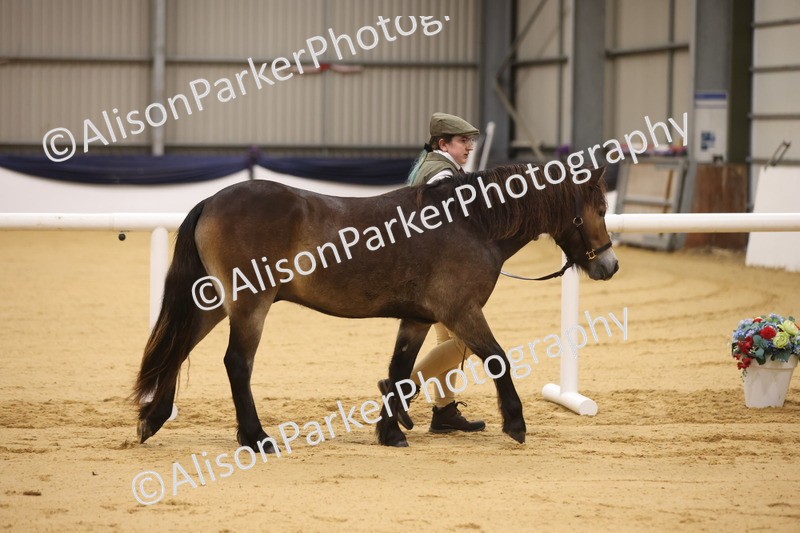 20260913-1045 - Class 109 - Bred On Exmoor In Hand