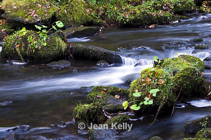 Rouken Glen, Glasgow - 2940 - Water