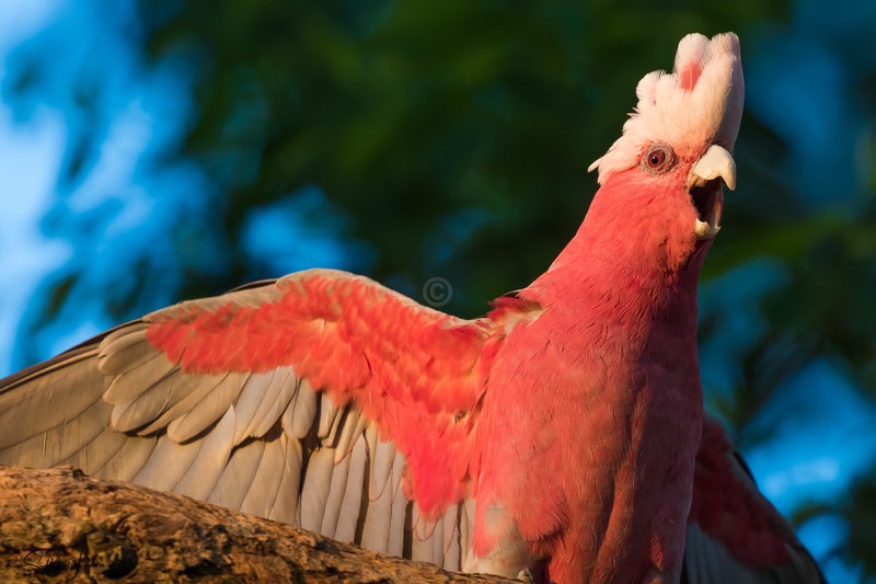 Galah-Loud Voice 1