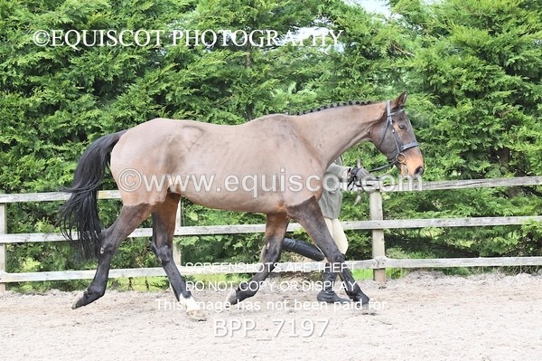 BPP_7197 - RING 1  (RIDDEN HORSES / IN HAND / VETERAN ETC)