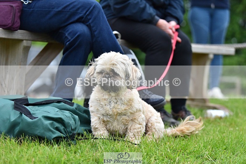 240523-193448-06589 - Candid and Saturday Hobby Horse