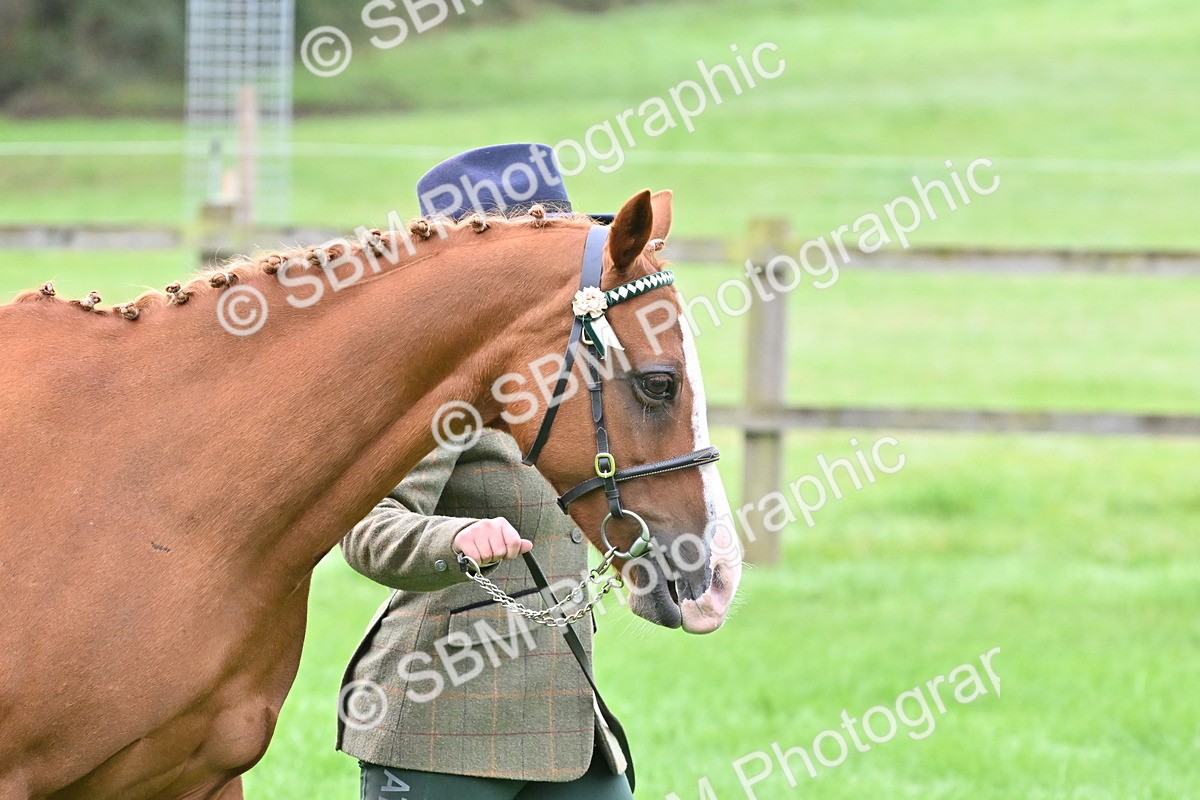 SBM_57543 - S46 - Part Bred Arab & Native Pony In Hand