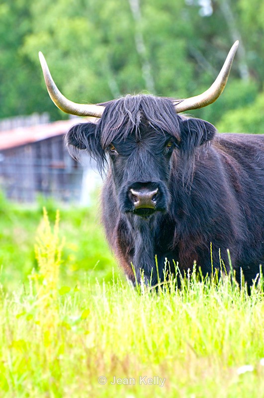 Highland Cow - 8787 - Cattle