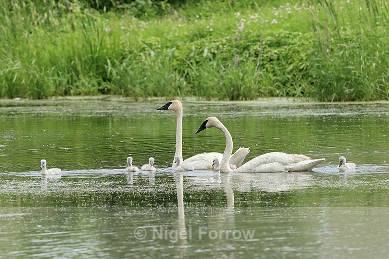 Trumpeter Swans & six cygnets, Minnesota - Trumpeter Swan