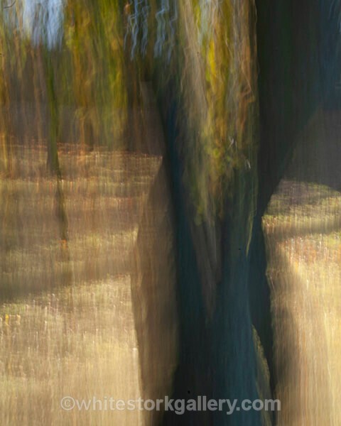  - Light In The Forest