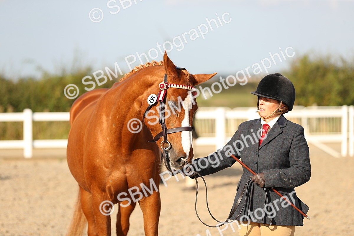 SBM_08674 - Class 28 - IH Veteran Horse