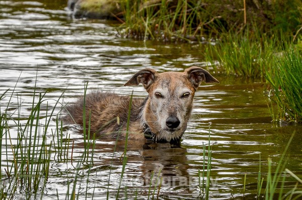 Alfie - Dogs