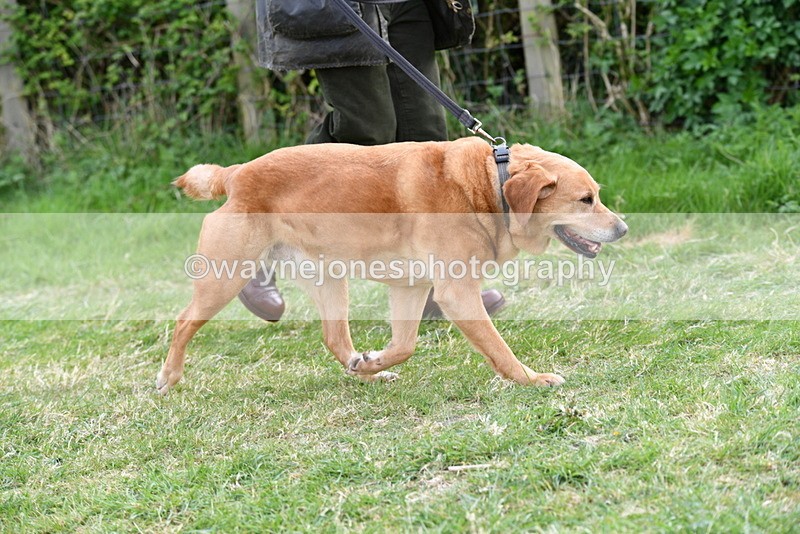 WJ5_0023 - Class 5 Best Veteran / 7 years & over