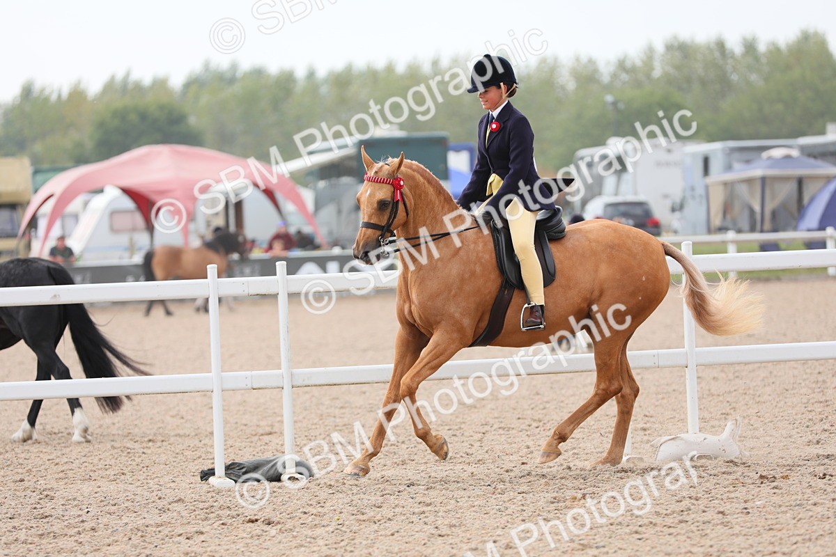 SBM_12739 - Class 307 Ridden Coloured Pony