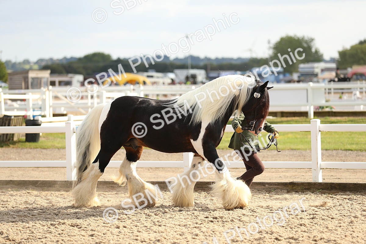 SBM_08568 - Class 28 - IH Veteran Horse
