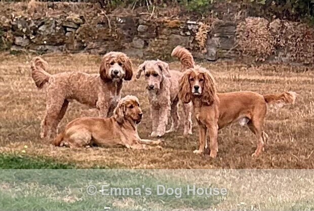  - Dogs