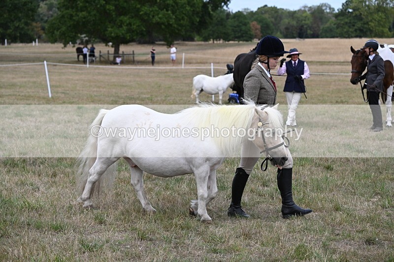 WJ6_6129 - Class 19 In-hand Veterans (Uploaded correct folder)
