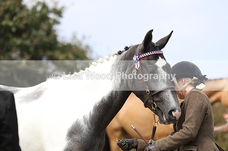 3E7A5542 - Class 20: Sports Horse In Hand