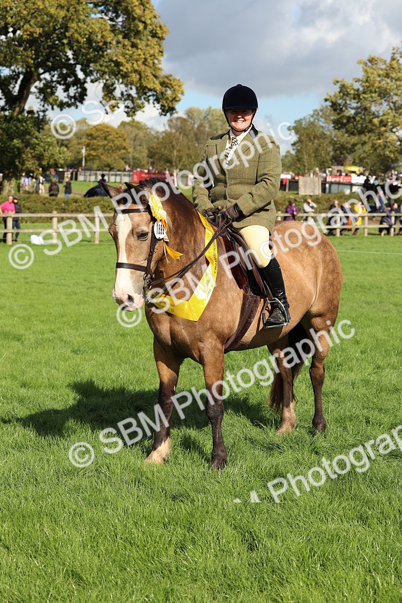 SBM_45555 - S33 - Working Hunter Pony