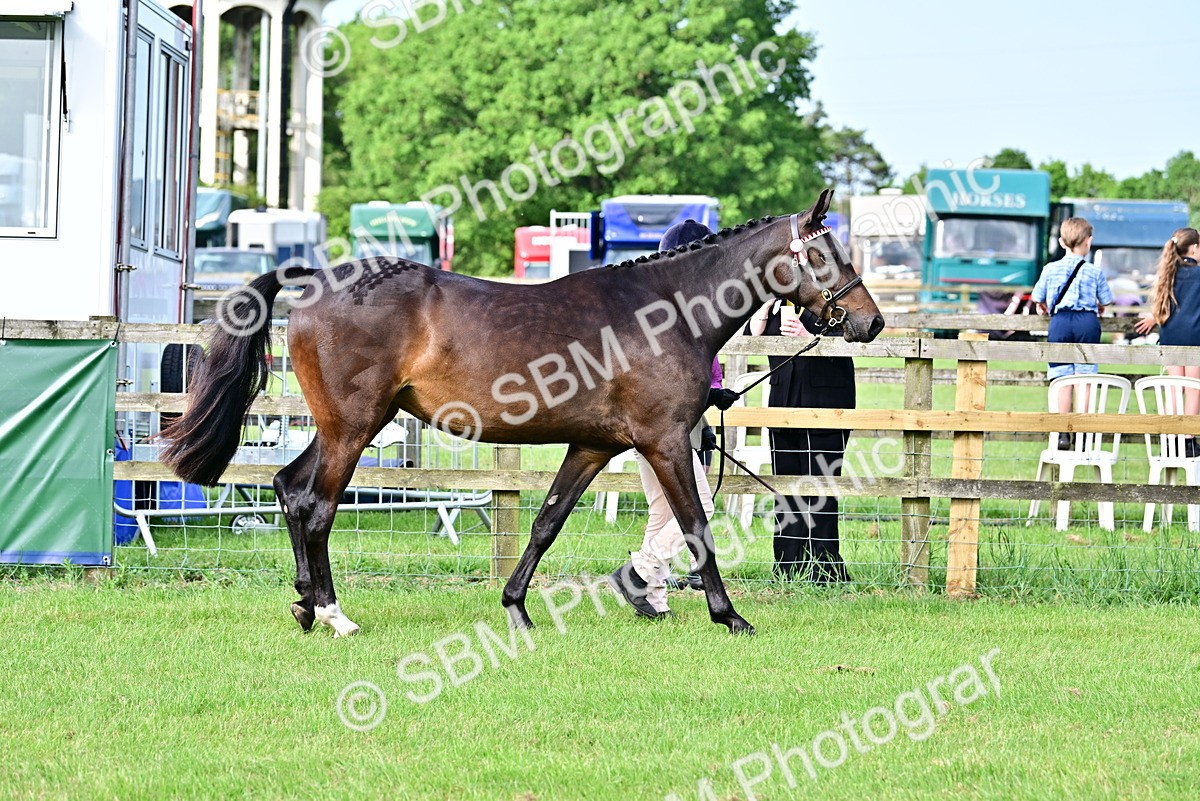 SBM_00059 - Class 46-49 - Arab and Part Bed-Anglo Arab In Hand