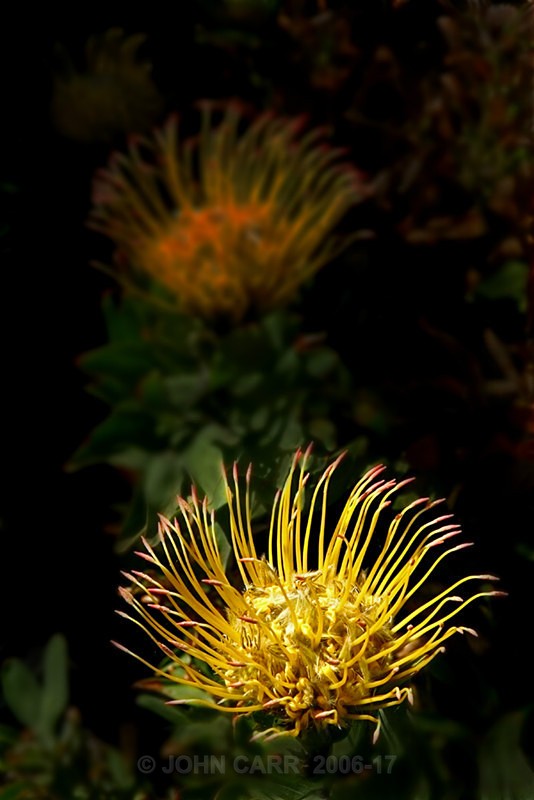 2 opened Nodding Pincussions-V-1116 - TREES, FLOWERS AND PLANT PHOTOS