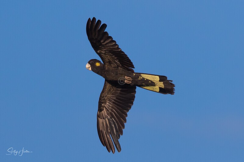 Yellow-tailed Black-cockatoo Female Flying 3 0A3A9276 - Black Cockatoos
