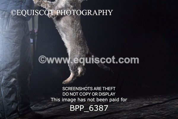 BPP_6387 - CARLA DOGS