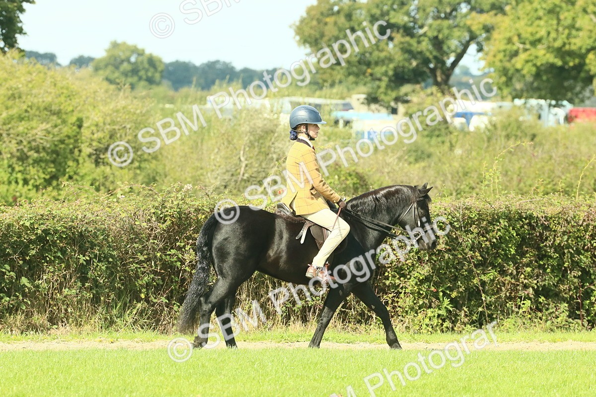 SBM_66394 - S34 - Rehabilitated Rescue Horse & Pony In Hand & Ridden
