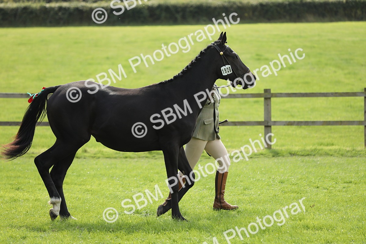 SBM_65607 - S48 - Show Pony & Show Hunter Pony In Hand