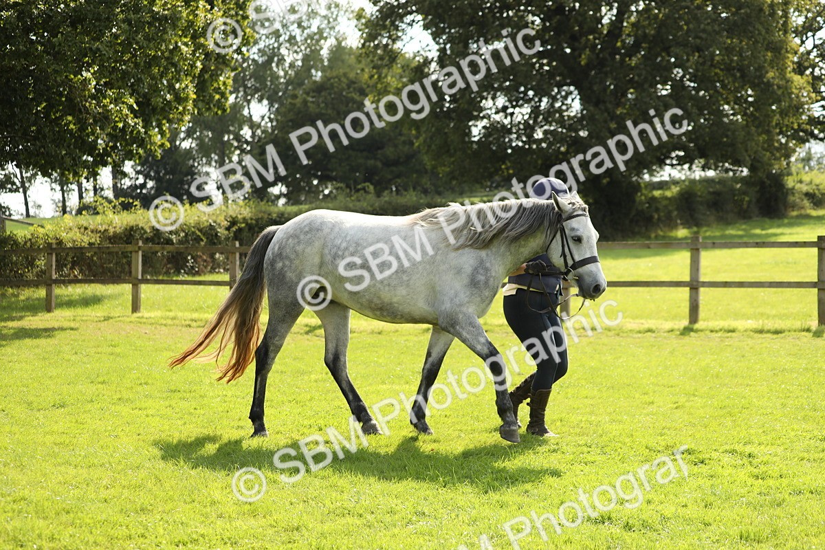 SBM_65504 - S47 - Mountain & Moorland In Hand Large Breeds