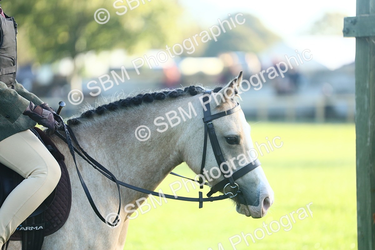 SBM_31834 - S28 - Nursery Stakes Working Hunter Pony