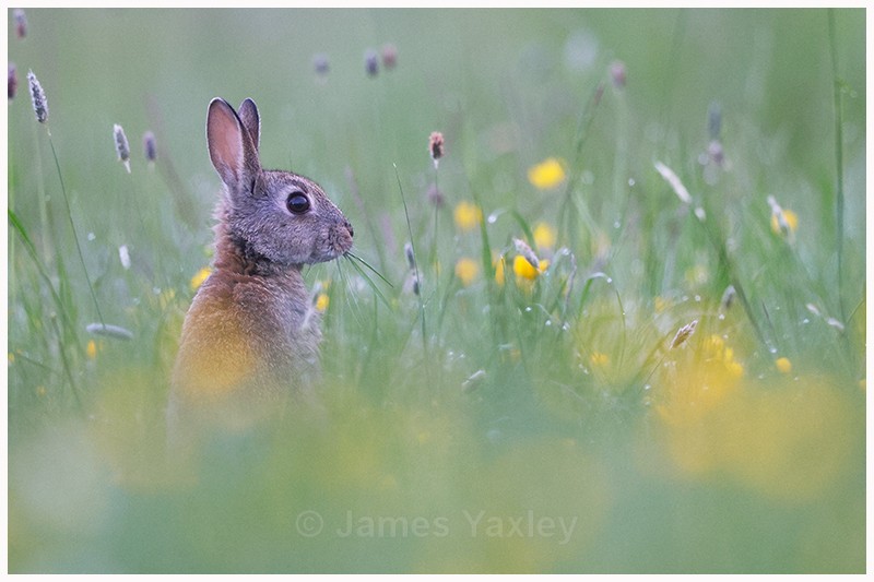 Rabbit in Buttercup Meadow  - Latest Work