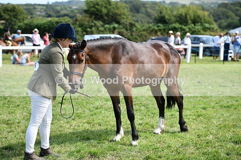 DSC_8375 - Class 68: Part Bred In Hand M & M
