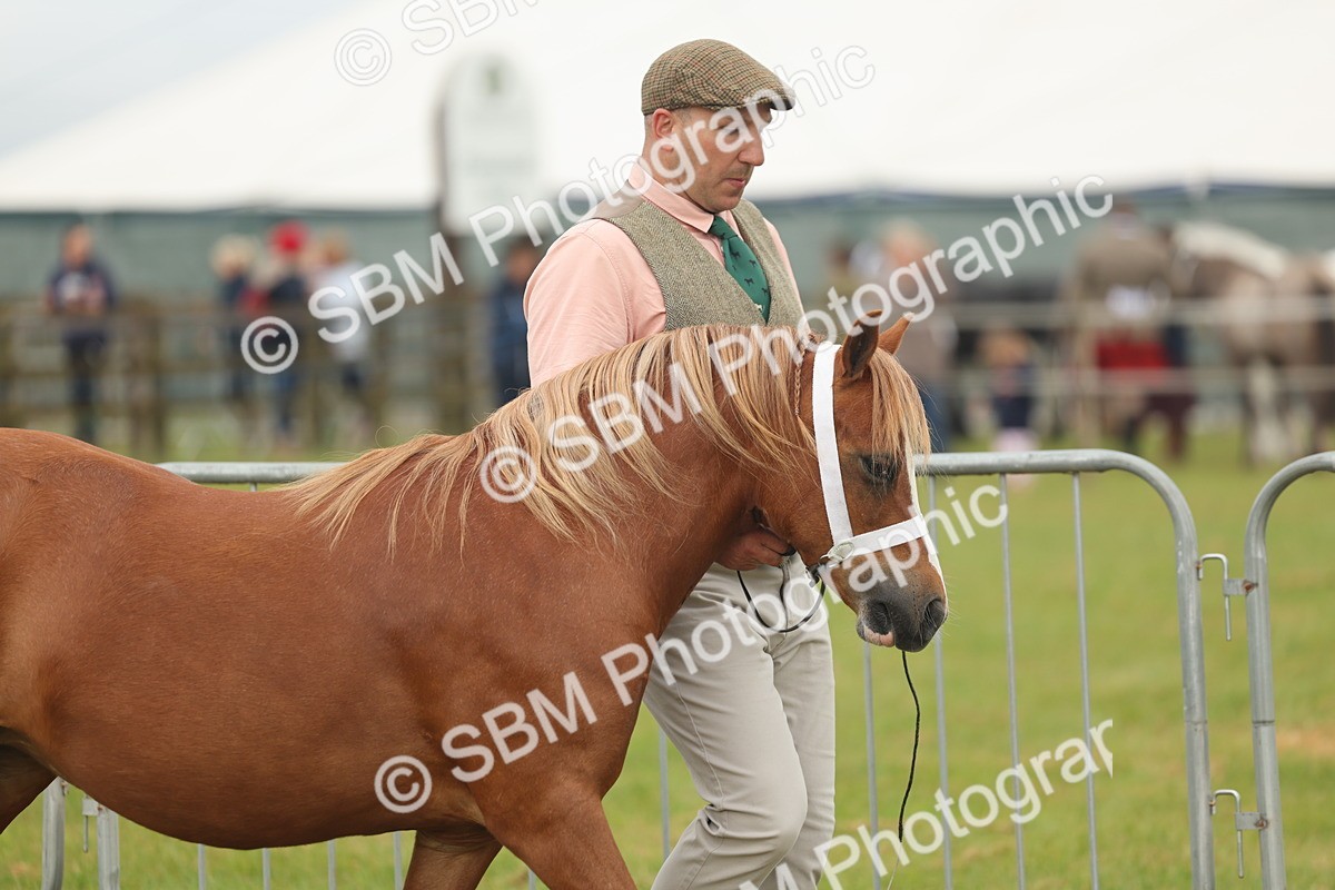 SBM_01451 - Class 50-57 - M&M Welsh Pony In Hand