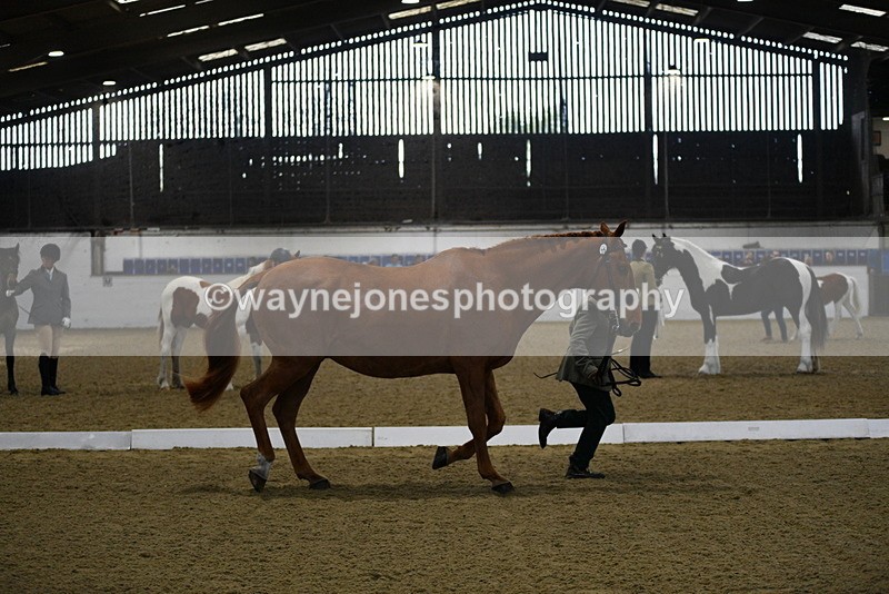 WJ5_3631 - Class 5 In Hand Veterans