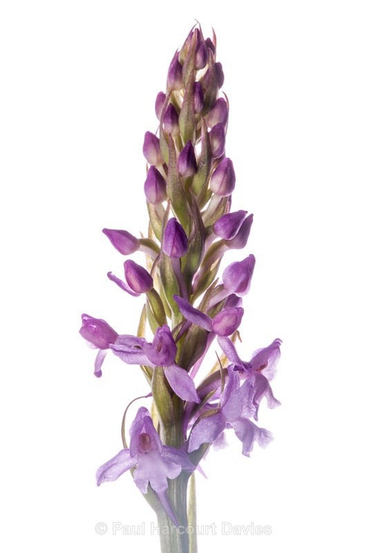  - WB: Orchids - Various