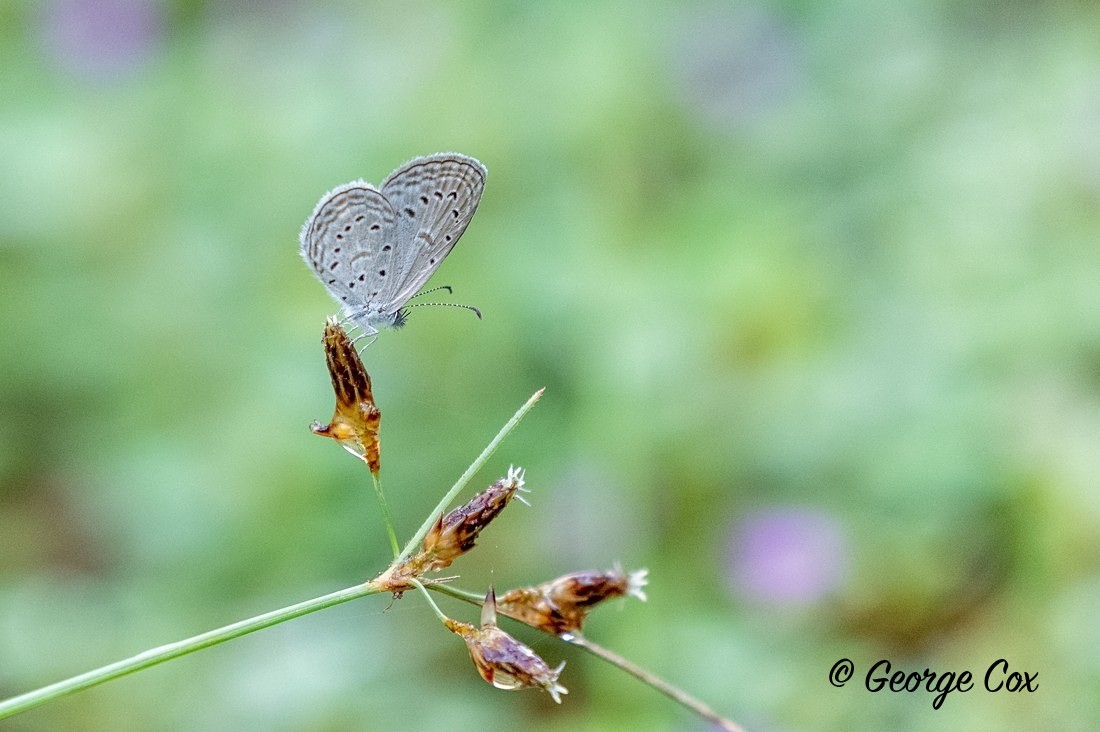 Tiny Grass Blue - Sri Lanka