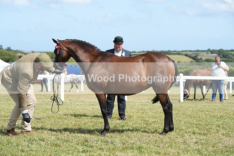 DSC07390 - Class 69: NPS Show Pony 4 years and over