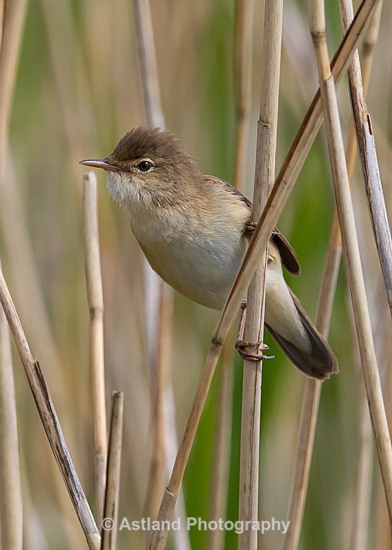 Astland Photography, Bird and Wildlife Images, Susan and Peter Wilson, U.K.