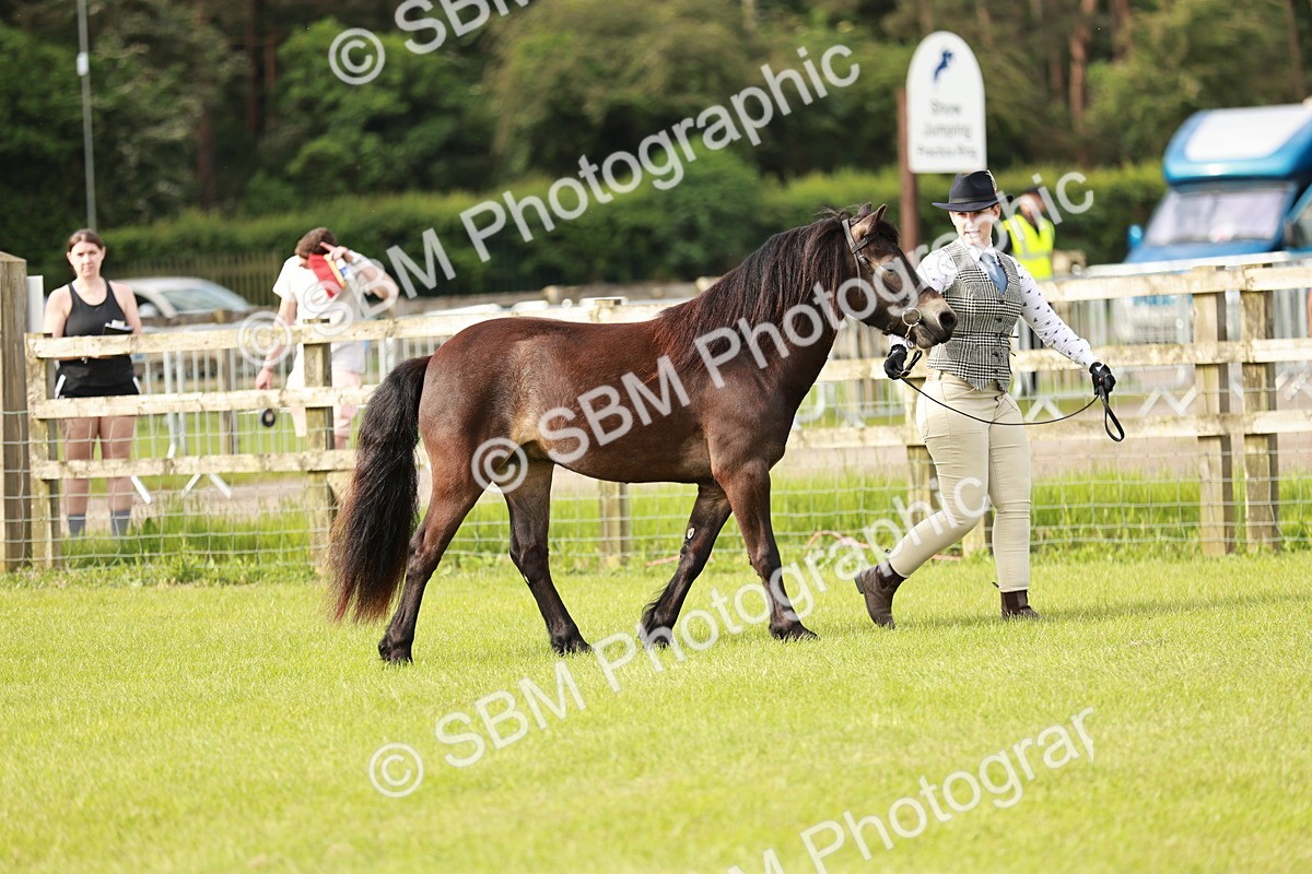 SBM_00388 - Class 14-23 - Mountain & Moorland In Hand Non Welsh
