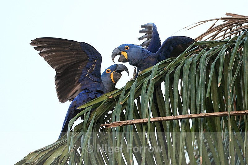 Interaction of Hyacinth Macaw pair, Porto Jofre, Brazil - Hyacinth Macaw