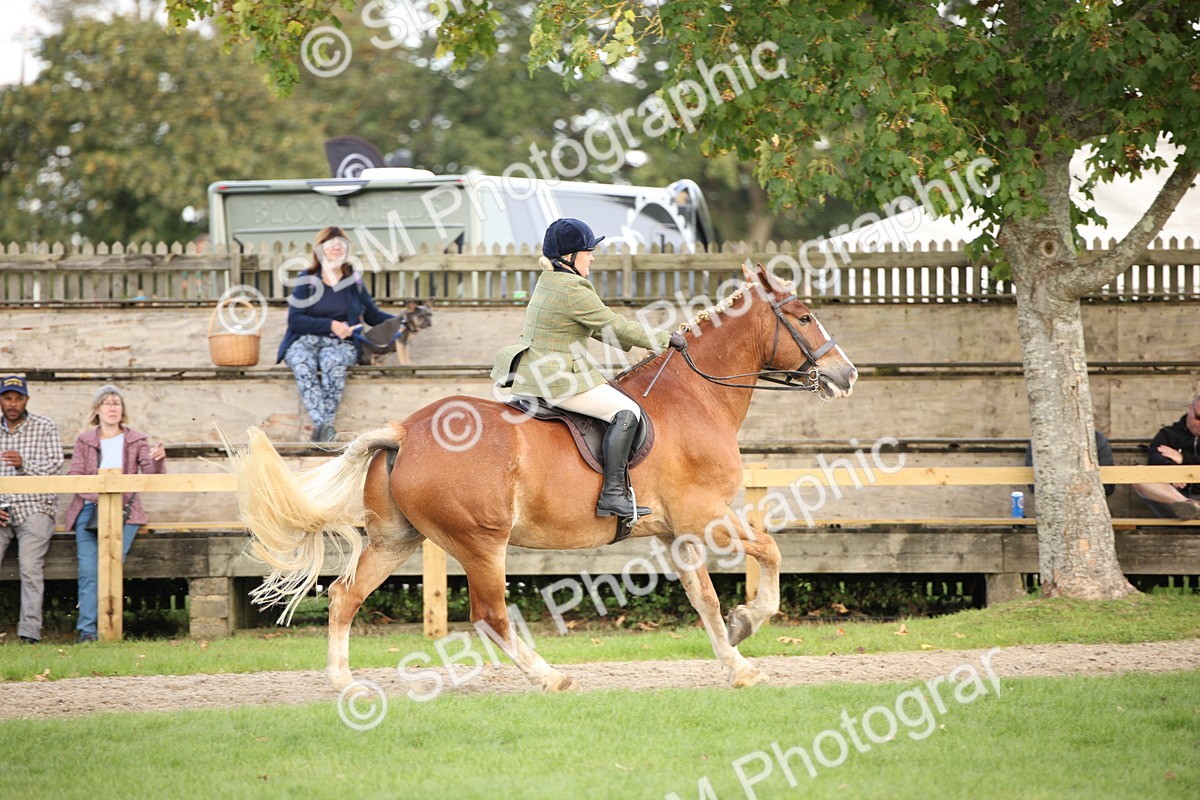 SBM_50220 - S26 - Young Veteran - Ridden