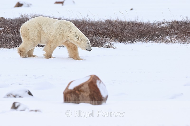 Polar Bear looking to spar, Churchill, Canada - Polar Bear