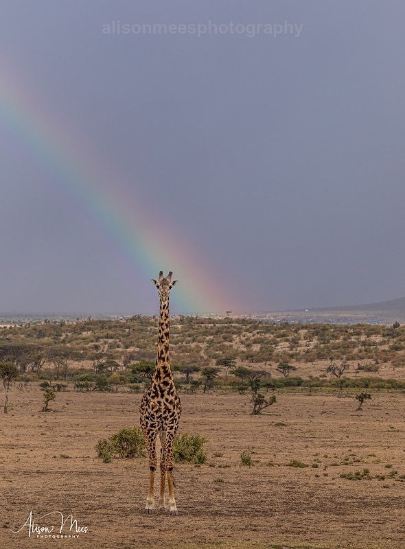  - African Safaris