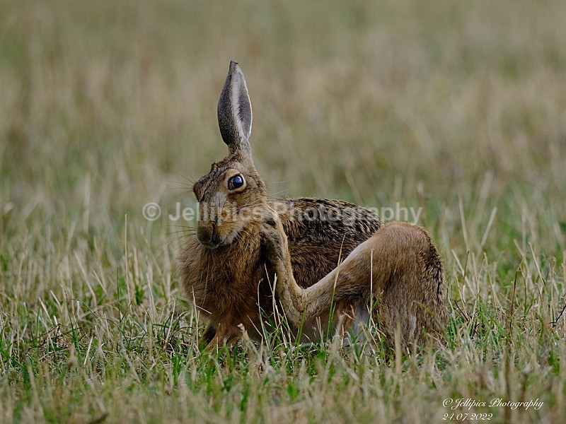  - Wildlife and Nature