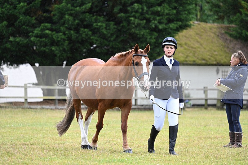 WJ7_5997 - Class 4a Prettiest Mare over 14hh