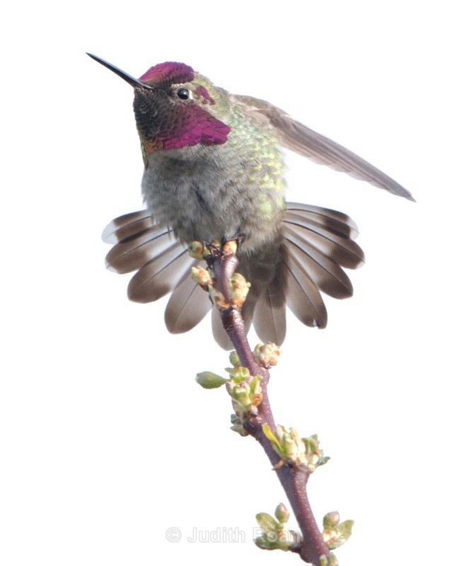Annas Hummingbird male - Backyard Birds of the Pacific Northwest