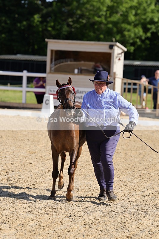 1X9A0665 - Class 3: Youngstock 1, 2, 3 year old not to exceed 153cm