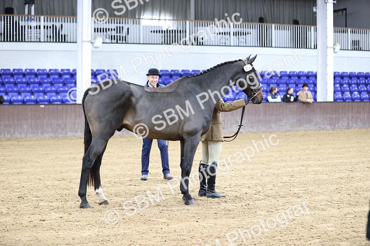 SBM_5205 - Class 39 - In Hand Gelding